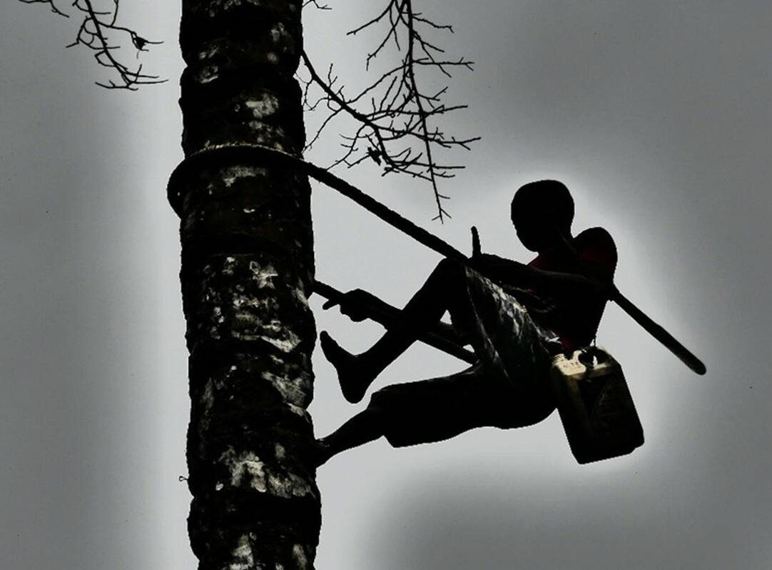 Fig.1 : L’homme grimpe sur le palmier pour récolter du vin de palme. Rosa Vieira. Forêt du Mayombe, Kongo Central, RDC. Août, 2019